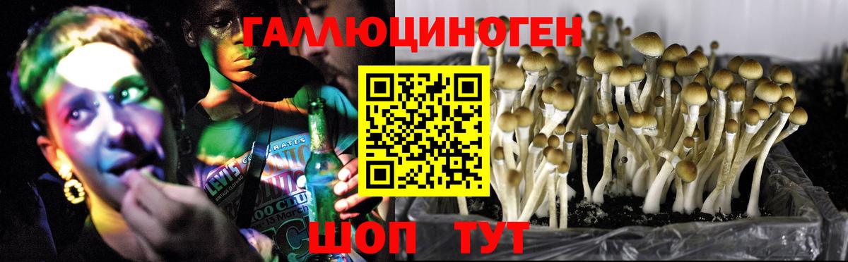 Псилоцибиновые грибы GOLDEN TEACHER Можга
